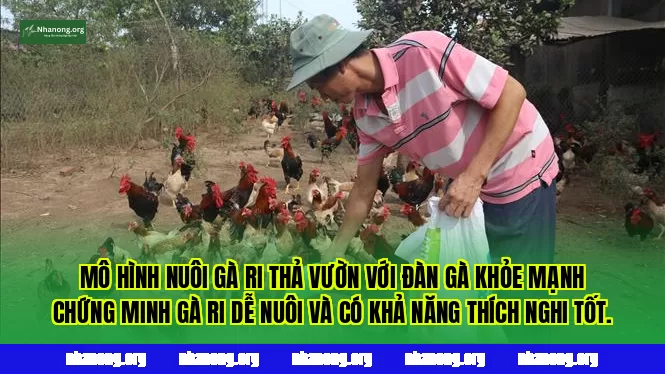 Mô hình nuôi gà ri thả vườn với đàn gà khỏe mạnh chứng minh gà ri dễ nuôi và có khả năng thích nghi tốt.