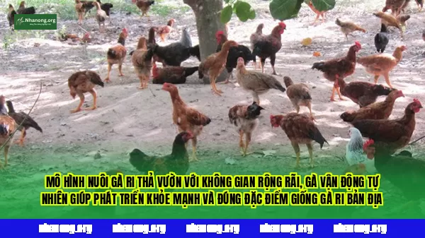 Mô hình nuôi gà Ri thả vườn với không gian rộng rãi, gà vận động tự nhiên giúp phát triển khỏe mạnh và đúng đặc điểm giống gà Ri bản địa