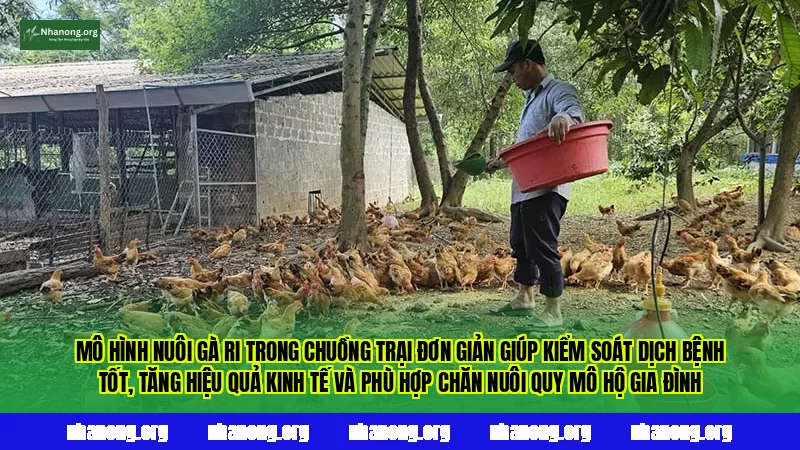 Mô hình nuôi gà Ri trong chuồng trại đơn giản giúp kiểm soát dịch bệnh tốt, tăng hiệu quả kinh tế và phù hợp chăn nuôi quy mô hộ gia đình