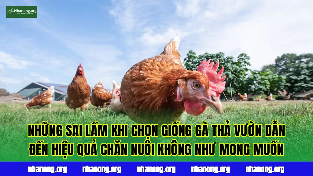 Những sai lầm khi chọn giống gà thả vườn dẫn đến hiệu quả chăn nuôi không như mong muốn