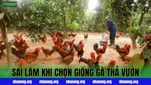 Sai Lầm Khi Chọn Giống Gà Thả Vườn