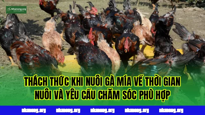 Thách thức khi nuôi gà Mía về thời gian nuôi và yêu cầu chăm sóc phù hợp