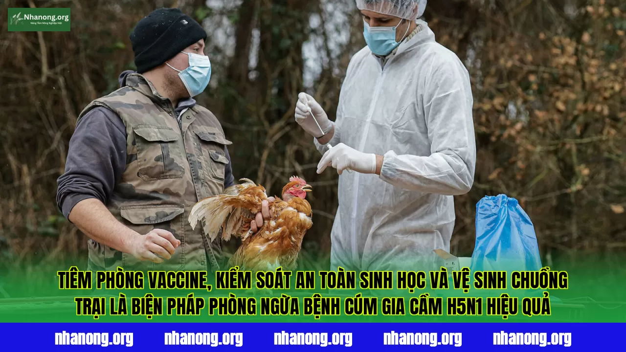 Tiêm phòng vaccine, kiểm soát an toàn sinh học và vệ sinh chuồng trại là biện pháp phòng ngừa bệnh cúm gia cầm H5N1 hiệu quả
