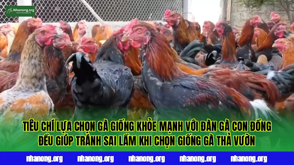 Tiêu chí lựa chọn gà giống khỏe mạnh với đàn gà con đồng đều giúp tránh sai lầm khi chọn giống gà thả vườn