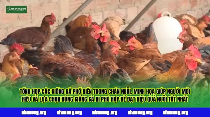 Tổng hợp các giống gà phổ biến trong chăn nuôi, minh họa giúp người mới hiểu và lựa chọn đúng giống gà Ri phù hợp để đạt hiệu quả nuôi tốt nhất
