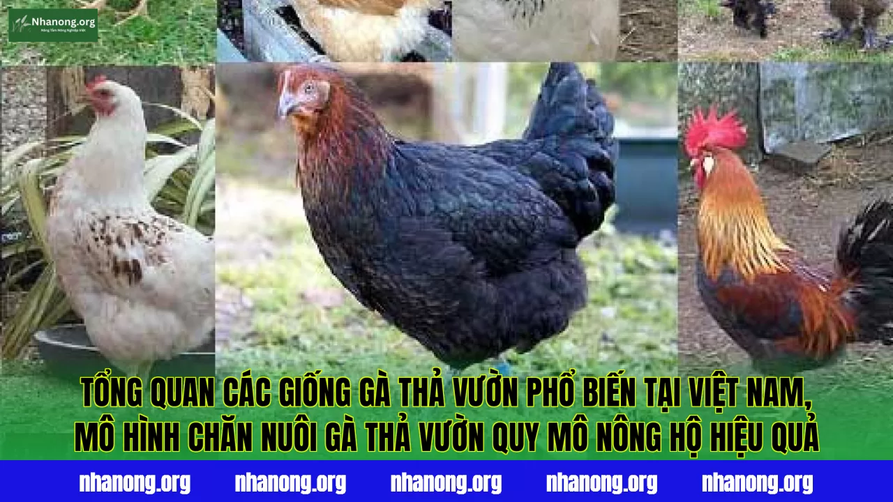 Tổng quan các giống gà thả vườn phổ biến tại Việt Nam, mô hình chăn nuôi gà thả vườn quy mô nông hộ hiệu quả