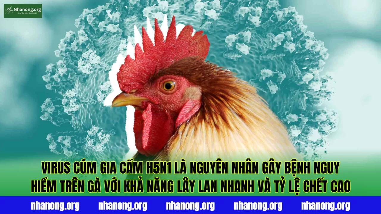 Virus cúm gia cầm H5N1 là nguyên nhân gây bệnh nguy hiểm trên gà với khả năng lây lan nhanh và tỷ lệ chết cao