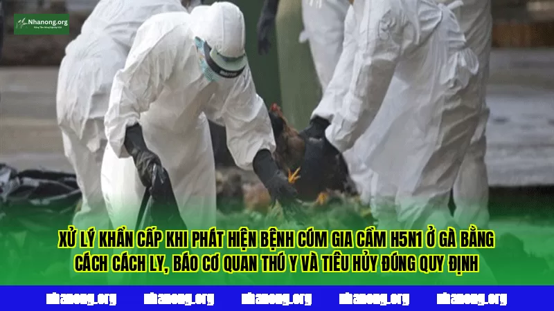 Xử lý khẩn cấp khi phát hiện bệnh cúm gia cầm H5N1 ở gà bằng cách cách ly, báo cơ quan thú y và tiêu hủy đúng quy định